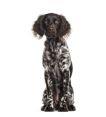 Munsterlander köpek, 9 ay yaşlı, beyaz arka planı oturan