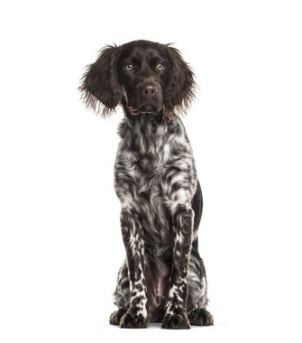 Munsterlander köpek, 9 ay yaşlı, beyaz arka planı oturan