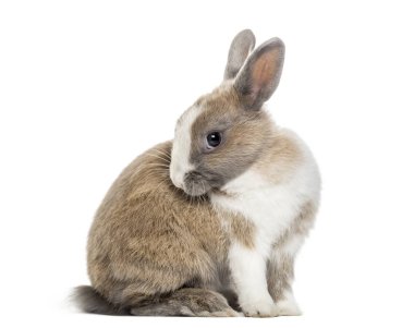 Rabbit , 4 months old, sitting against white background clipart