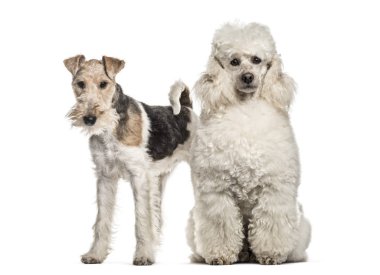 Kaniş köpek, 6 yaşındaki eski, karşı beyaz arka plan ayakta