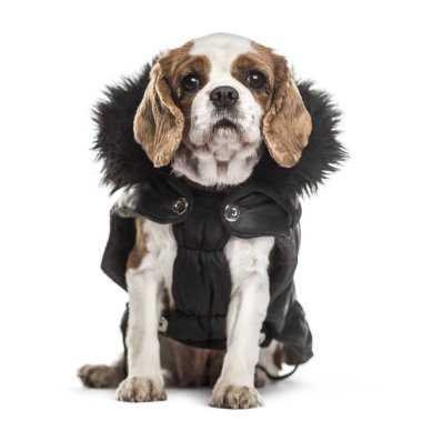 Cavalier King Charles köpek, 3 yıl yaşlı, beyaz arka planı oturan