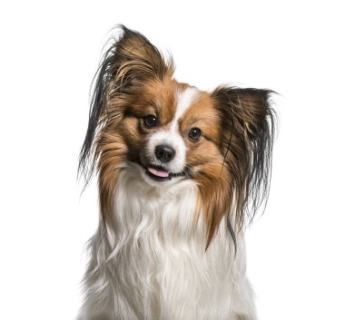 Papillon köpek, 2 yaşında beyaz arka planı,