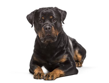 Rottweiler köpek, 2 yaşında, beyaz arka planı yalan