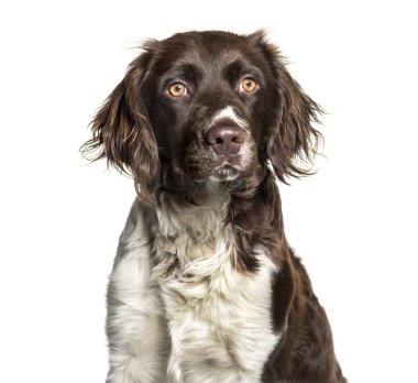 Munsterlander köpek, 1 yıl beyaz arka planı eski,