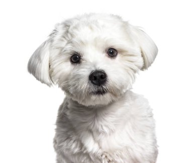 Malta köpek, 11 aylık beyaz arka planı,