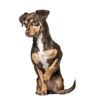Karışık-breed köpek, 1,5 yıl yaşlı, beyaz arka planı oturan