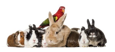 Rabbits, Guinea Pigs and chattering lory parrot sitting against white background clipart