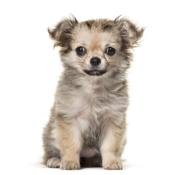Chihuahua köpek yavrusu, 3 ay yaşlı, beyaz arka planı oturan
