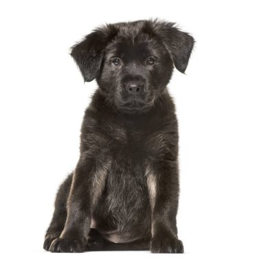 Karışık-breed köpek, 2 ay yaşlı, beyaz arka planı oturan