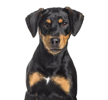 Karışık-breed köpek, 8 ay yaşlı, beyaz arka planı oturan
