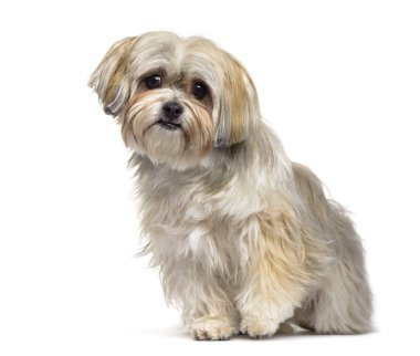 Karışık-breed köpek, 2 yıl yaşlı, beyaz arka planı oturan