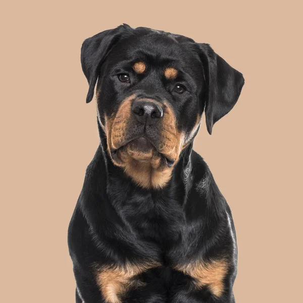Rotvajler Pes Sedí Proti Hnědým Pozadím — Stock fotografie