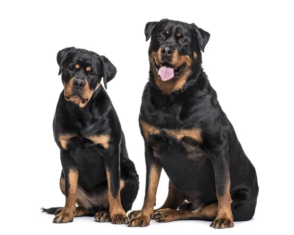 Rottweiler Cães Sentados Contra Fundo Branco — Fotografia de Stock