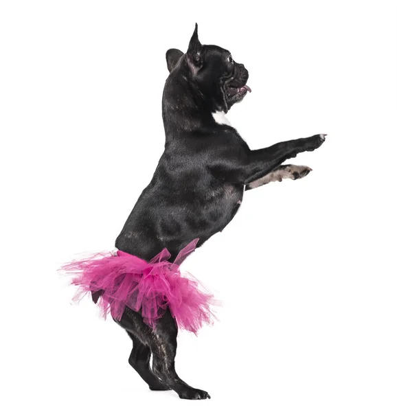 Bulldog Francese Anni Danza Tutù Sfondo Bianco — Foto Stock