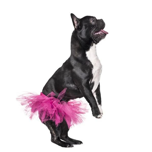 Französische Bulldogge Jahre Alt Tanzt Tutu Vor Weißem Hintergrund — Stockfoto