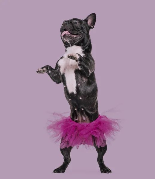 Französische Bulldogge Jahre Alt Tanzt Tutu Vor Violettem Hintergrund — Stockfoto