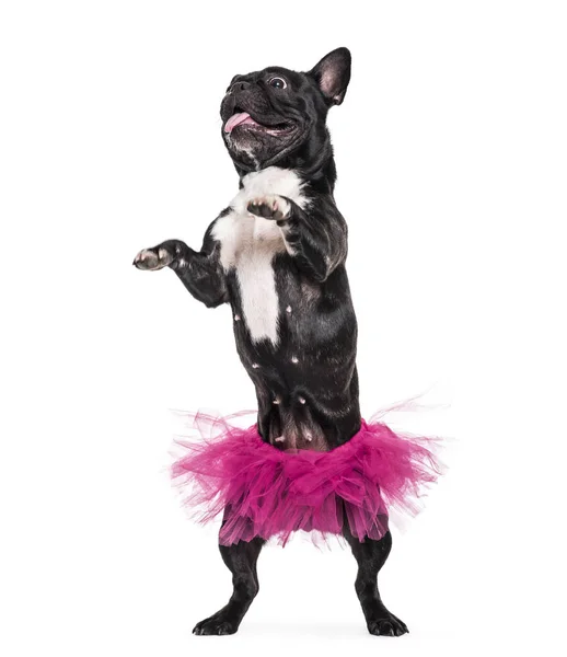 Franse Bulldog Jaar Oud Dansen Tutu Staande Tegen Witte Achtergrond — Stockfoto