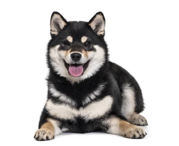 Shiba Inu Cucciolo Mesi Sdraiato Sfondo Bianco — Foto Stock