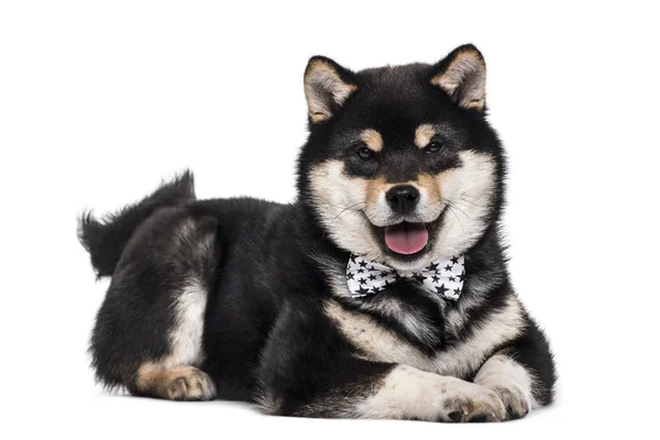 Cachorrinho Shiba Inu Meses Deitado Contra Fundo Branco — Fotografia de Stock