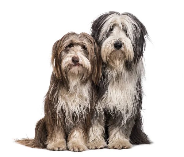 Bearded Collie Dogs Sitting Together White Background — Stock Photo, Image