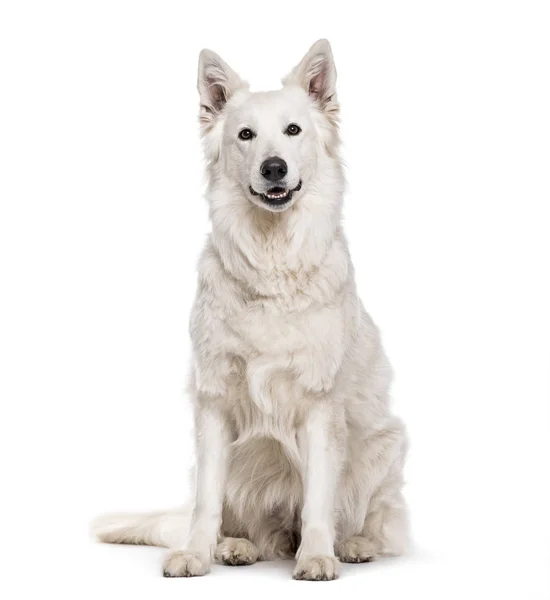 Ελβετικό Άσπρο Ποιμενικός Σκύλος Ετών Κάθεται Λευκό Φόντο — Φωτογραφία Αρχείου