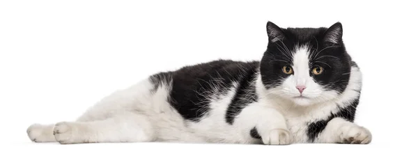 Smíšené Plemeno Kočka Ležící Proti Bílému Pozadí — Stock fotografie