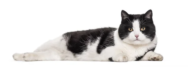 Mixed Breed Cat Lying White Background — Stock Photo, Image