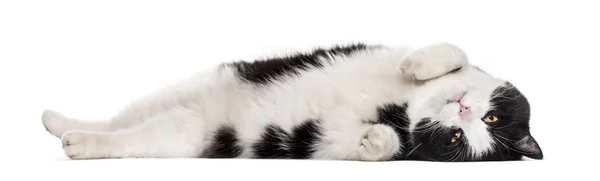 Smíšené Plemeno Kočka Ležící Proti Bílému Pozadí — Stock fotografie