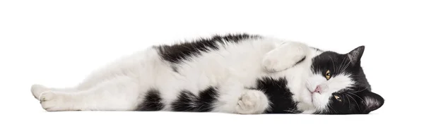 Gato Misto Deitado Contra Fundo Branco — Fotografia de Stock