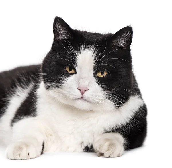 Sekarotuinen Kissa Makaa Valkoisella Pohjalla — kuvapankkivalokuva