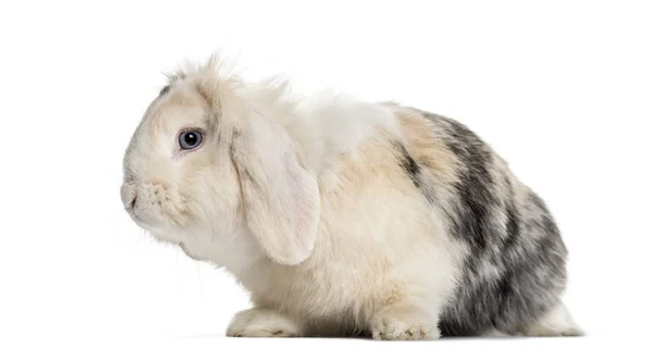 Hangoor Konijn Jaar Oud Zittend Tegen Een Witte Achtergrond — Stockfoto