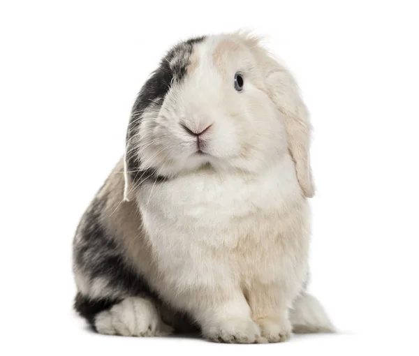 Lop Rabbit Ano Sentado Contra Fundo Branco — Fotografia de Stock