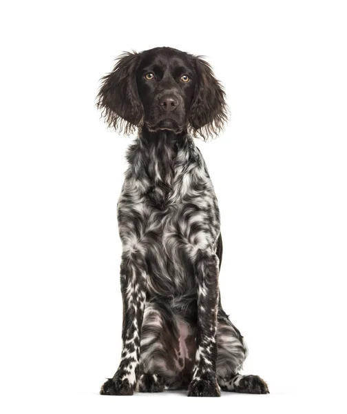 Munsterlander Dog Months Old Sitting White Background — Stock Photo, Image