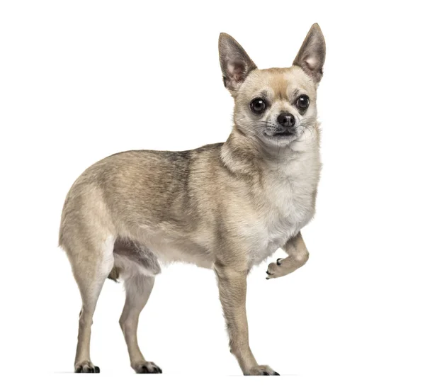 Chihuahua Dog Years Old Standing One Leg Raised Again White — Stock Photo, Image