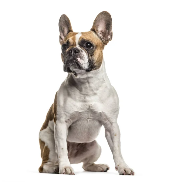 French Bulldog Years Old Sitting White Background — Stock Photo, Image