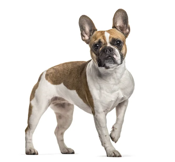 Francia Bulldog Éves Állandó Fehér Háttér — Stock Fotó