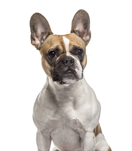 Franse Bulldog Jaar Oud Zittend Tegen Een Witte Achtergrond — Stockfoto