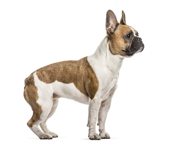 French Bulldog Years Old Standing White Background — Stock Photo, Image