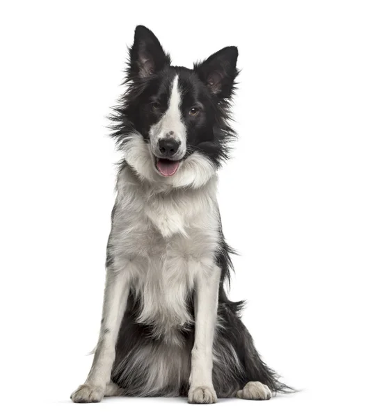 Border Collie Hond Maanden Oud Zittend Tegen Een Witte Achtergrond — Stockfoto