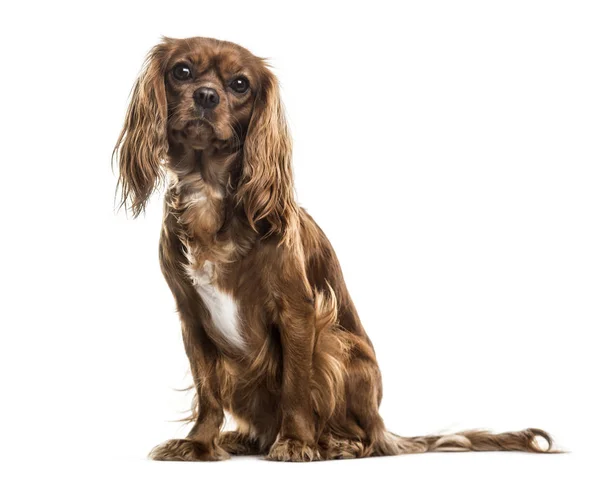 Cavalier King Charles Spaniel Roku Życia Siedzi Białym Tle — Zdjęcie stockowe