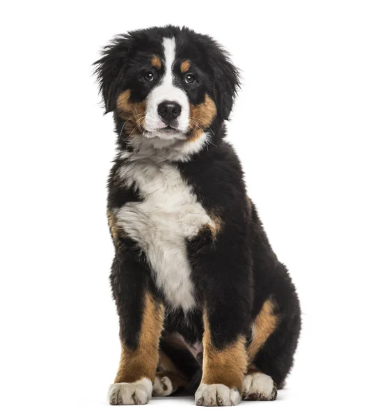 Bernese Mountain Dog Vanha Istuu Valkoista Taustaa Vasten — kuvapankkivalokuva