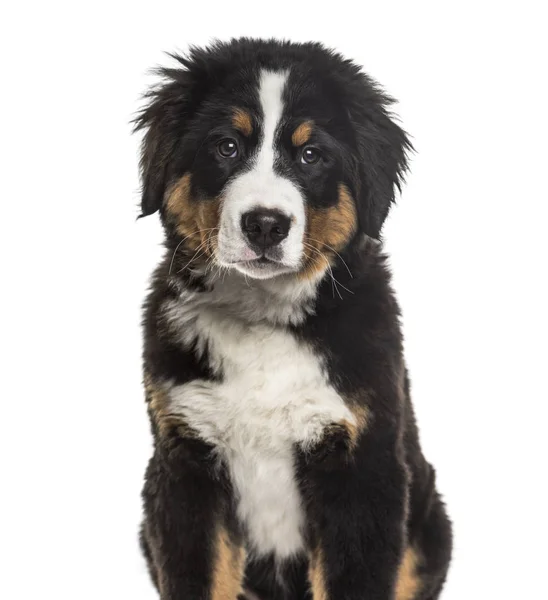 Berner Sennenhund Monate Alt Sitzend Vor Weißem Hintergrund — Stockfoto