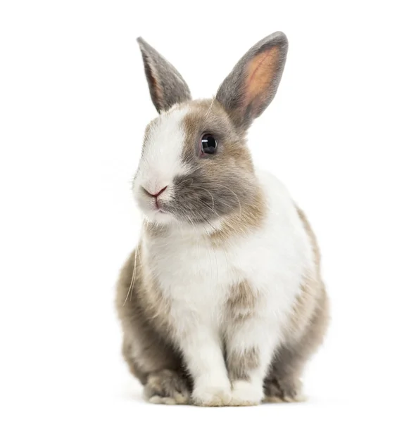 Kaninchen Monate Alt Sitzt Vor Weißem Hintergrund — Stockfoto