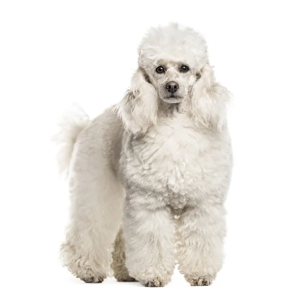 Poodle Σκυλί Ετών Στο Πορτρέτο Στέκεται Ενάντια Λευκό Φόντο — Φωτογραφία Αρχείου