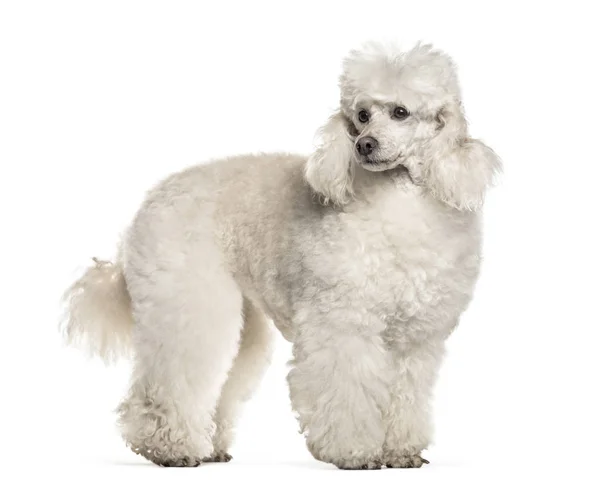 Poodle Dog Years Old Standing White Background — Stock Photo, Image