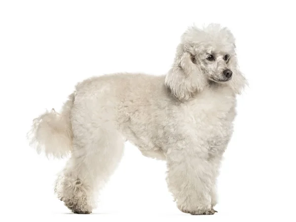 Poedel Hond Jaar Oud Staan Tegen Een Witte Achtergrond — Stockfoto
