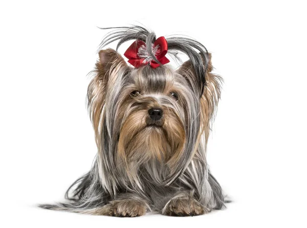 Yorkshire Terrier Hund Liggande Mot Vit Bakgrund — Stockfoto