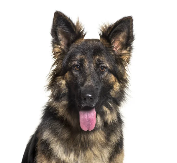 German Shepherd Dog Meses Contra Fundo Branco — Fotografia de Stock