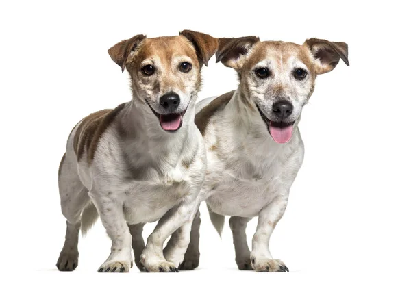 Jack Russell Honden Jaar Oud Samen Staan Tegen Een Witte — Stockfoto