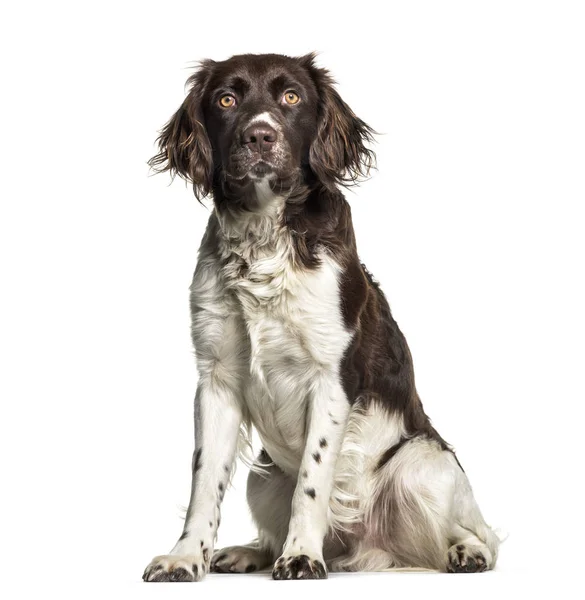 Munsterlander Perro Año Edad Sentado Sobre Fondo Blanco — Foto de Stock